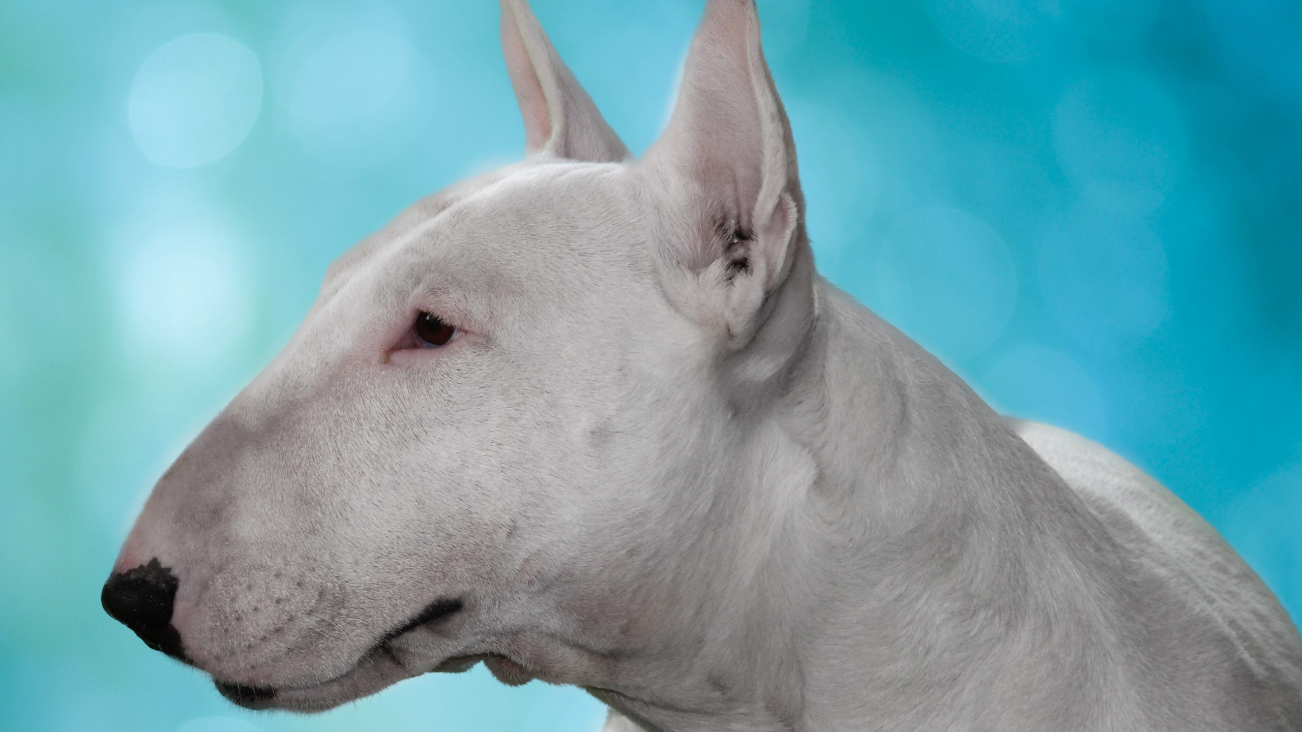 Jogos Do Cão De Bull Terrier Do Inglês Com Uma Bola Imagem de
