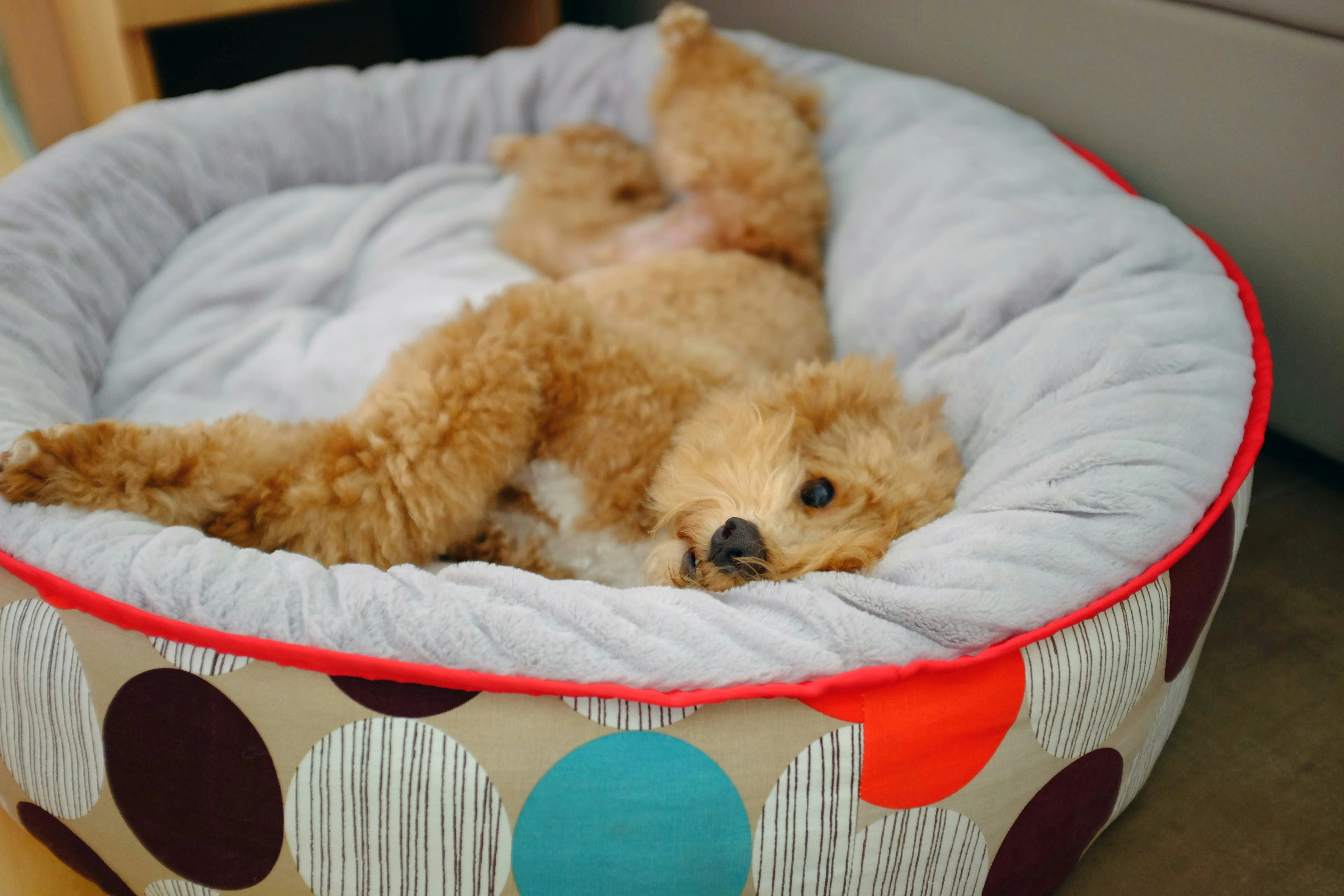 Escolhendo a Melhor Cama para seu Cachorro! Dicas e Modelos