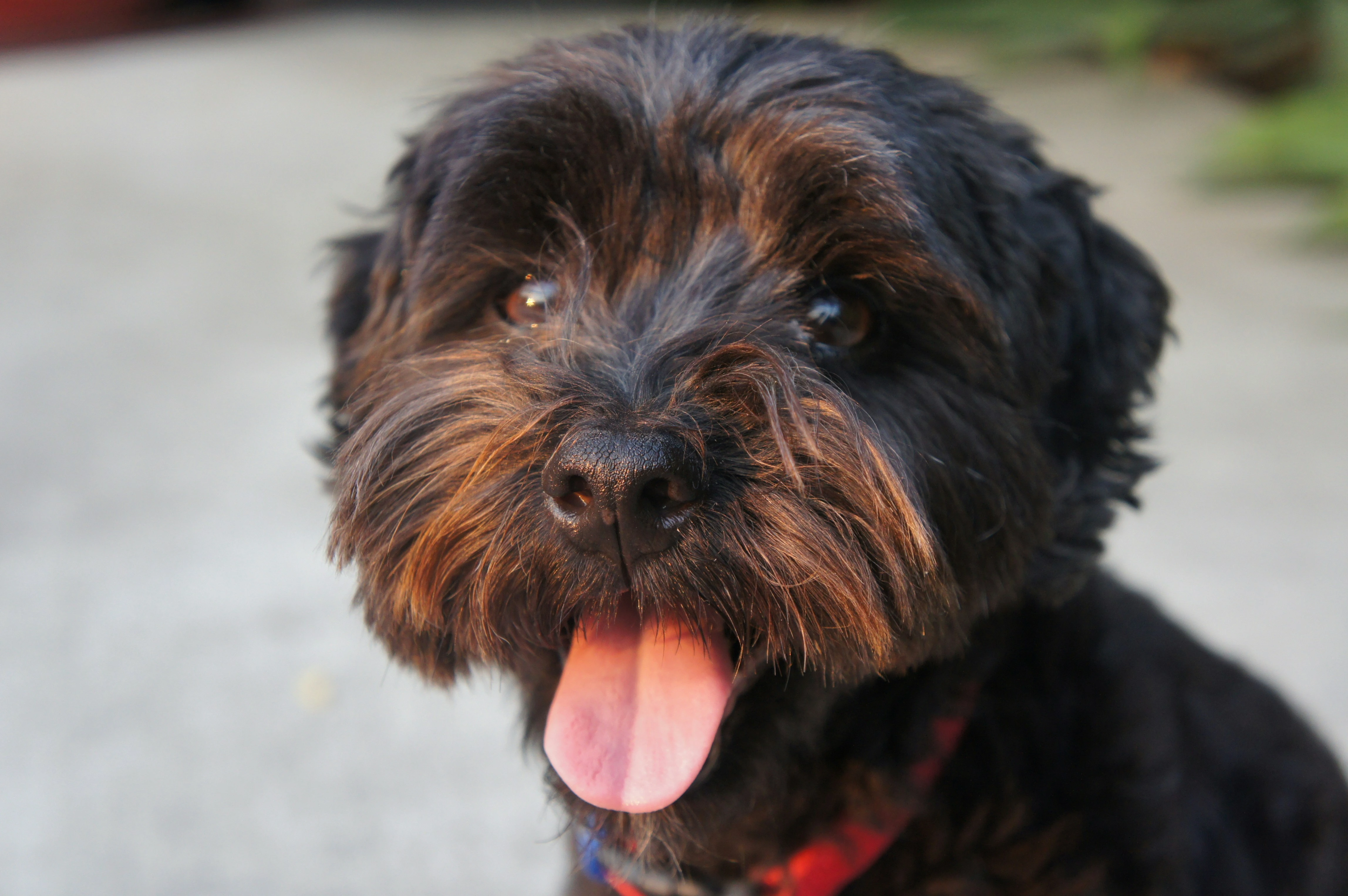 Shih Tzu: Saiba tudo sobre a raça